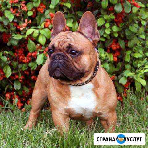 Вязка, кобель французский бульдог Москва