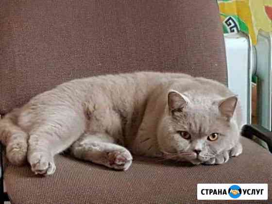 Вязка с шотландцем Санкт-Петербург