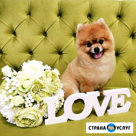 Зоосалон лапочка стрижка животных северный Ростов-на-Дону - изображение 1