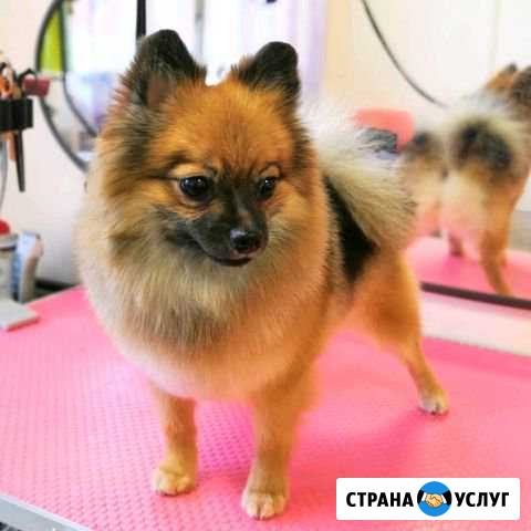 Стрижка собак и кошек Балашиха - изображение 1