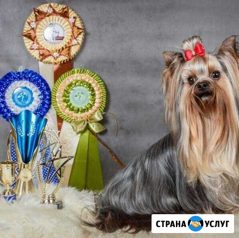 Вязка с кукольным кобелем йоркширского терьера Ростов-на-Дону - изображение 1