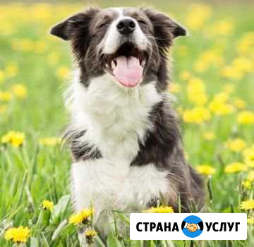 Передержка и выгул собак Глазов - изображение 1