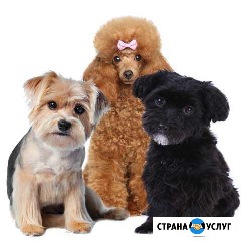 Груминг(стрижка) кошек и собак в Коломне Коломна - изображение 1