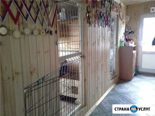 Передержка животных Рязань - изображение 1