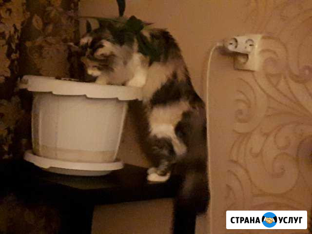 Квартирная передержка кошек Домодедово - изображение 1
