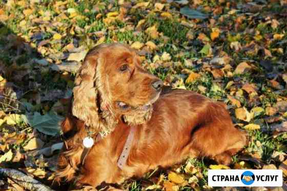 Вязка кобель английский кокер спаниель Ставрополь