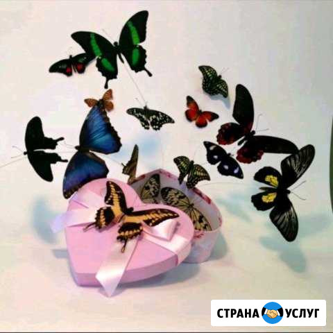 Салют из живых тропических бабочек Азов - изображение 1
