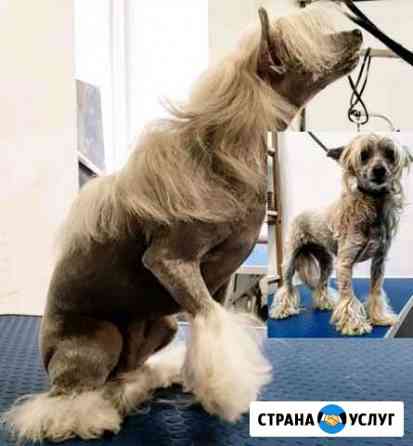 Грумер. Стрижка собак и кошек Москва