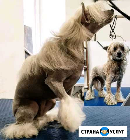 Грумер. Стрижка собак и кошек Москва - изображение 1