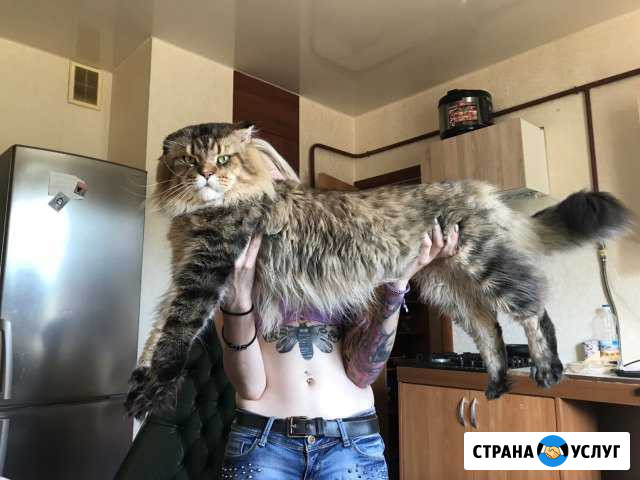 Вязка мейн-кун Новороссийск - изображение 1
