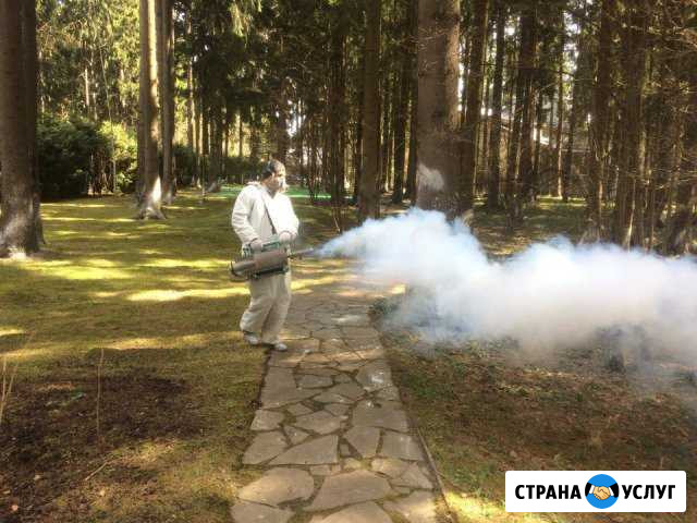 Дезинфекция клопов тараканов грызунов Йошкар-Ола Йошкар-Ола - изображение 1