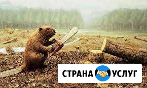 Бесплатно - Спил Деревьев Вывоз Уборка Веток Анапа - изображение 1