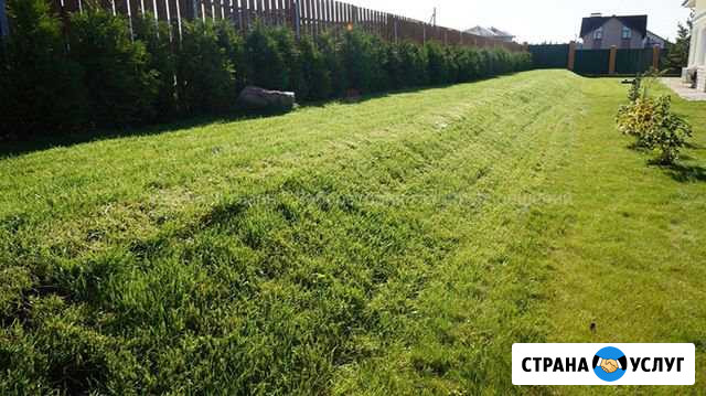 Рулонный и посевной газон Екатеринбург - изображение 1