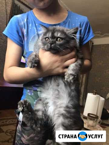 Котенок Махачкала - изображение 1