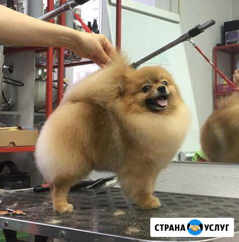 Стрижка собак и кошек с выездом на дом Королев - изображение 1