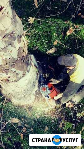 Спил Обрезка Деревьев Анапа - изображение 1