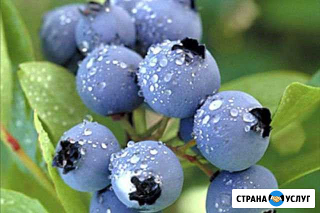 Голубика Нефтеюганск - изображение 1