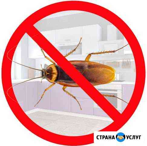 Санобработка. Уничтожение тараканов, клопов Тольятти