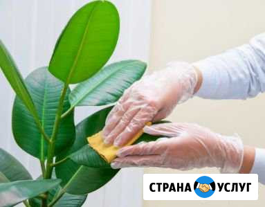 Уход, реанимация растений и цветов(growing) Ялта - изображение 1