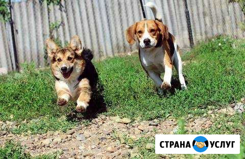 Гостиница для животных, передержка, дрессировка Архангельск - изображение 1