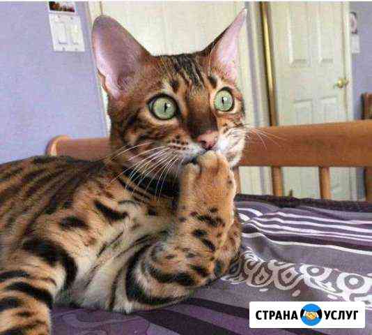 Создание и продвижение сайта. 5 - 30 заявок/день Уфа