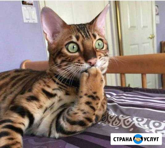Создание и продвижение сайта. 5 - 30 заявок/день Уфа - изображение 1