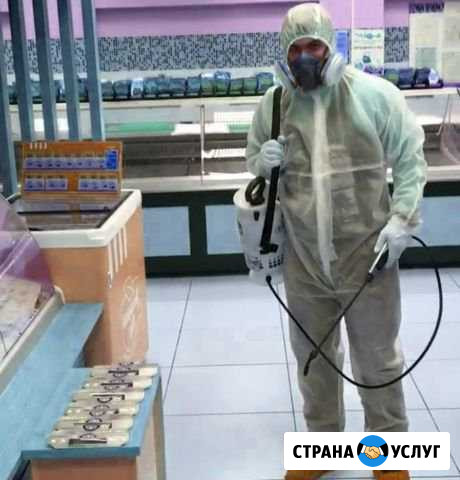 Уничтожение клопов, комаров. Качественно Астрахань - изображение 1