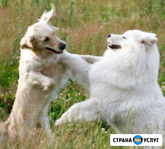 Зоогостиница Олимпик Оникс для домашних животных Санкт-Петербург - изображение 1