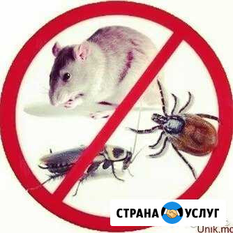 Дезинсекция,Дератизация Майкоп - изображение 1