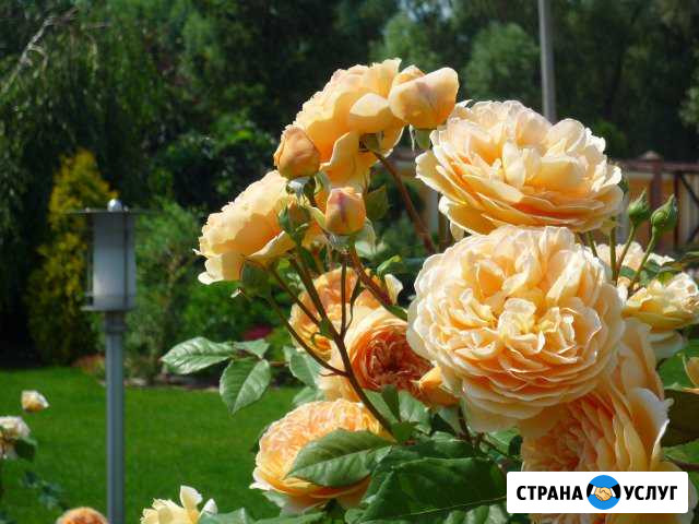 Ландшафтный дизайн Новокуйбышевск - изображение 1