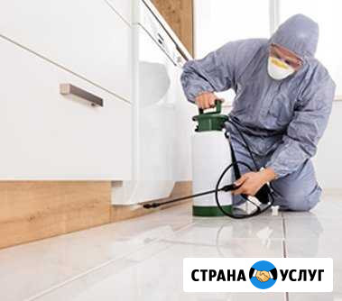 Уничтожение насекомых Иваново - изображение 1