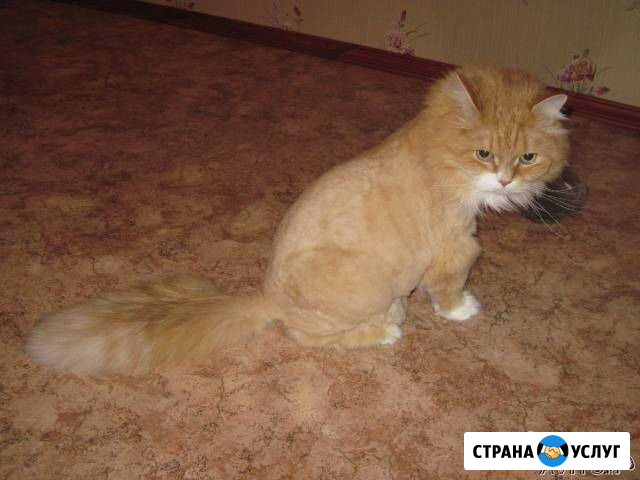 Стрижка кошек и котов без наркоза Щёлково - изображение 1