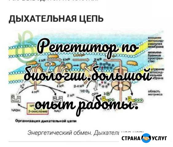 Репетитор/Биология Североморск - изображение 1