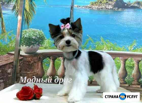 Стрижка собак и кошек / тримминг / уз чистка зубов Москва