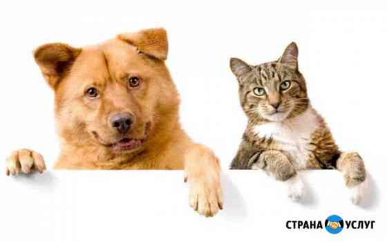 Животные на передержку Самара