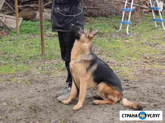 Дрессировка Собак Борисоглебск