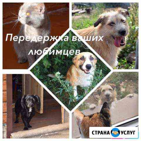 Передержка всех животных Казань
