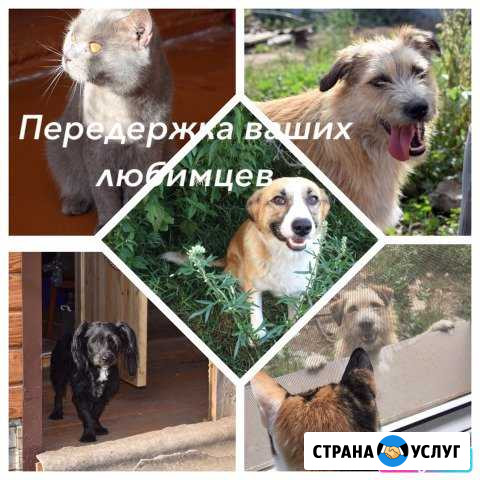 Передержка всех животных Казань - изображение 1