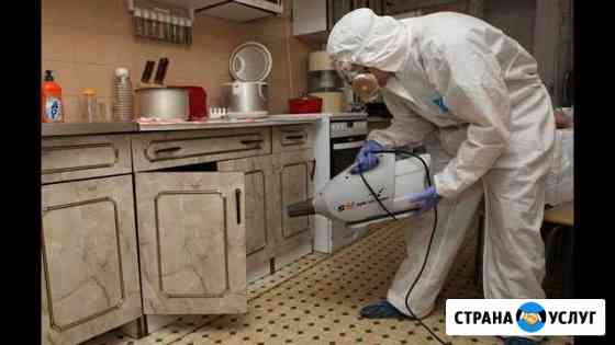 Дезинсекция, тараканы, крысы, клопы, грибок, блохи Севастополь
