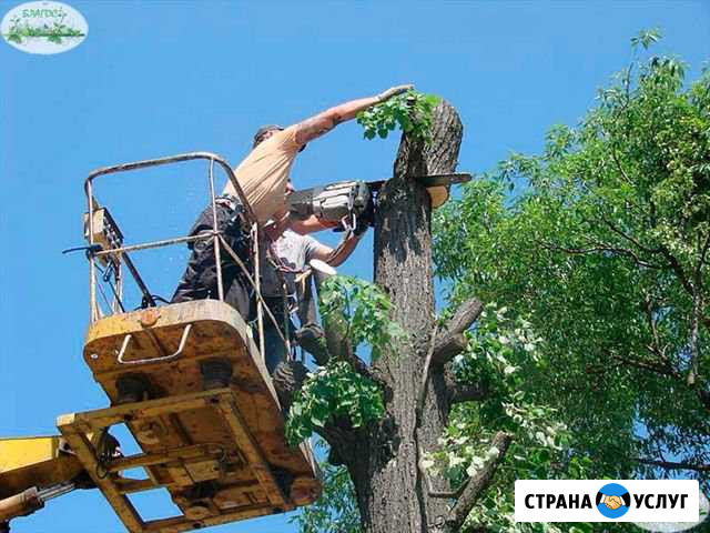 Спил,Обрезка деревьев,Вырубка Заинск - изображение 1