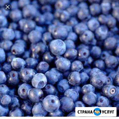 Черника Сургут