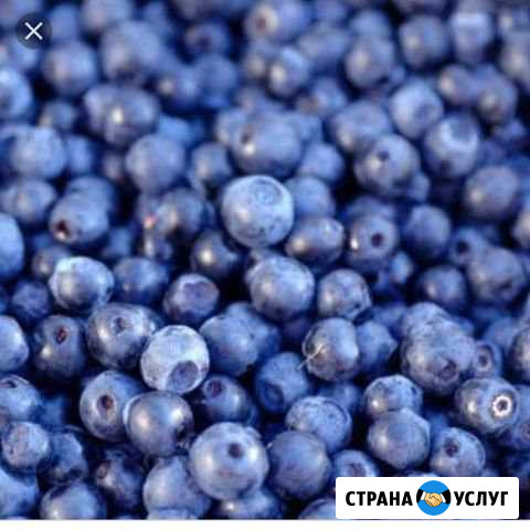 Черника Сургут - изображение 1