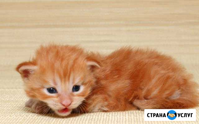 Передержка животных Ростов-на-Дону - изображение 1