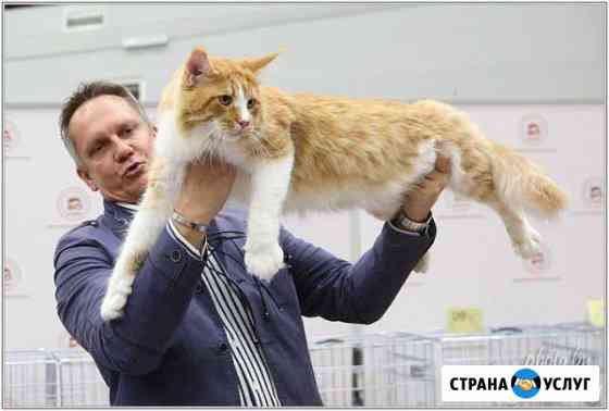 Вязка кот мейн кун Международный Чемпион WCF Москва