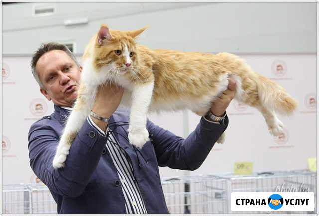 Вязка кот мейн кун Международный Чемпион WCF Москва - изображение 1