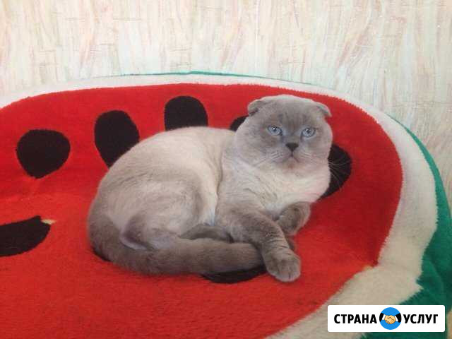 Жду невесту Головчино - изображение 1