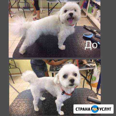 Груминг Москва