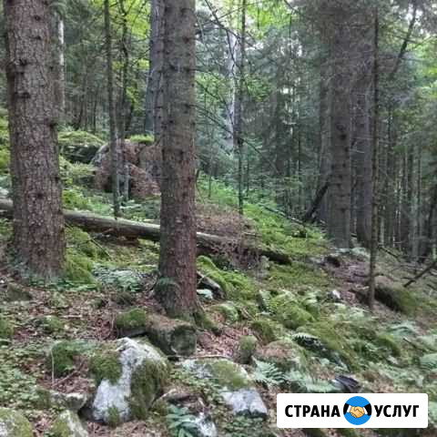 Удаление аварийных деревьев Черкесск - изображение 1