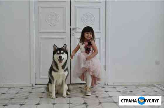 Собаки Хаски для фотосессий Чебоксары