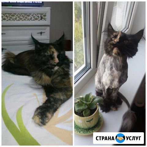 Груминг (стрижка животных) Нижнекамск - изображение 1